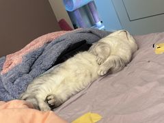 -佳怡动物医院·平价24小时·猫专科骨外科