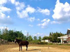 -田园东方蜜桃村的田野营地