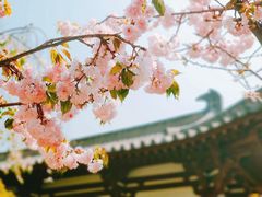 -西安青龙寺遗址景区
