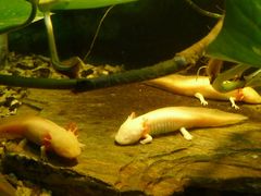 -上海大自然野生昆虫馆