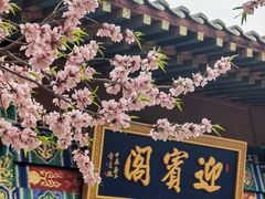 -桃花堤公园