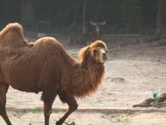-广州长隆野生动物世界