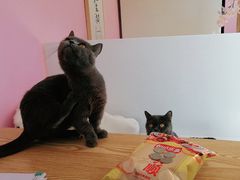 -70cat德文卷毛猫·缅因猫纯种猫舍