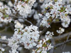 -武汉大学-樱园