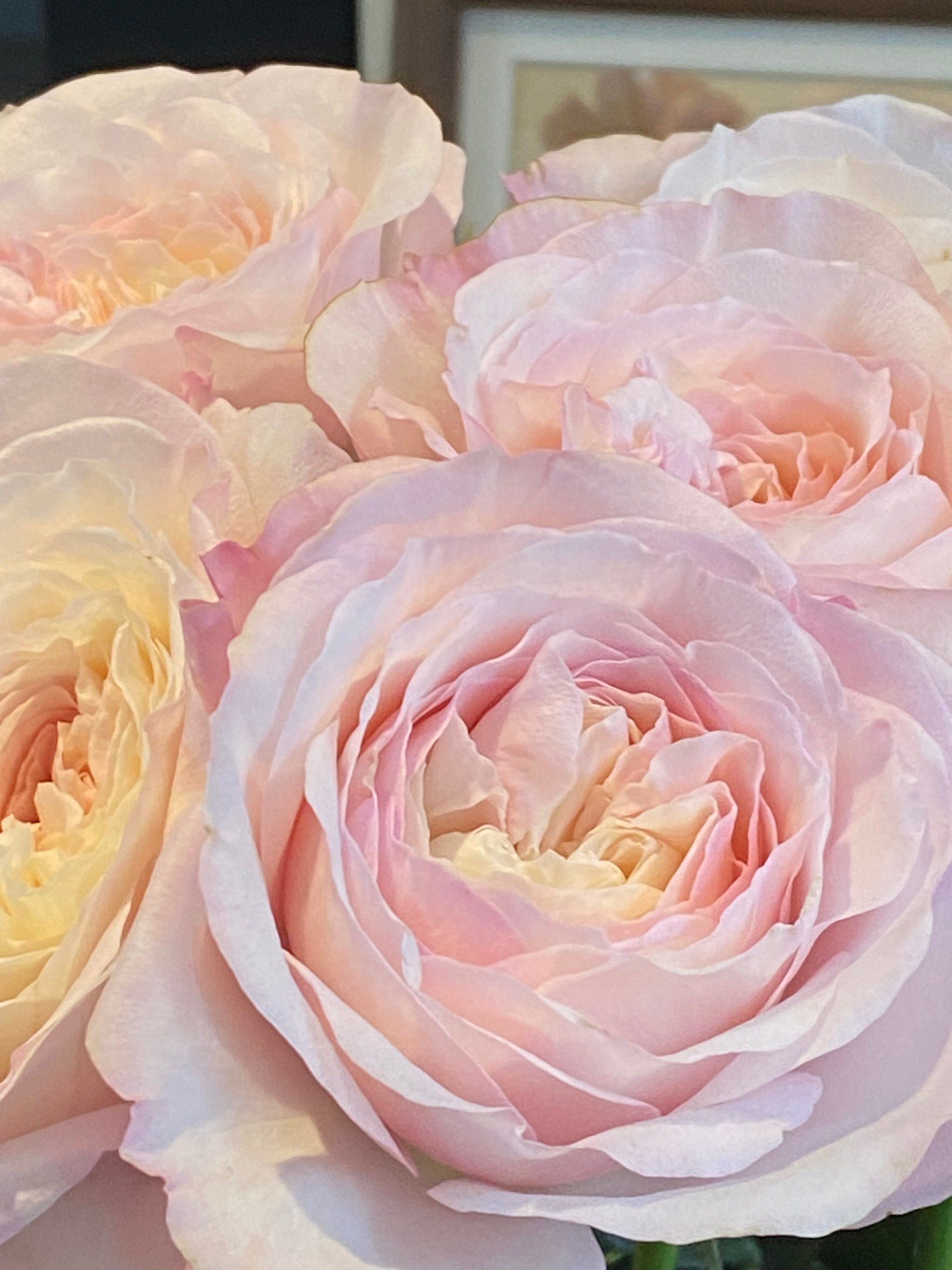 甜心玫瑰|生日花束