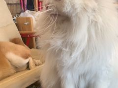 -小时光咖啡馆(开森度假森林店)