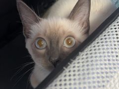 -瑞派福兴宠物医院犬猫全科·骨科·中西医结合(河东店)