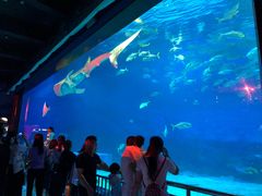 -烟台海昌鲸鲨海洋公园