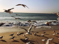 -海云台海滩