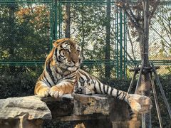 -上海野生动物园老虎餐厅