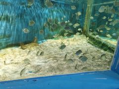 -沙沙哗啦海洋馆(华宇百花谷店)