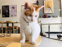 -平行世界·猫咖(首经贸店)