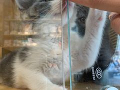 -PETKIT 小佩宠物·低压洗护·美容·寄养(安远店)