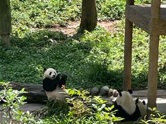 -中国大熊猫保护研究中心雅安碧峰峡基地