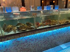 水产区-小天鹅戴斯酒店鲸鲨百汇创作料理