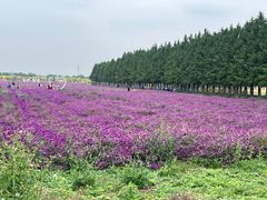 -嘉北郊野公园
