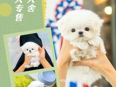 -萌宠之家·腊肠犬·马尔泰·小体犬舍