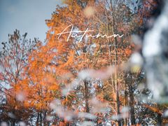 -上海共青森林公园