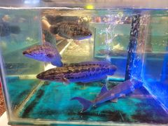-SEA西雅图海鲜自助餐厅(海乐世界店)