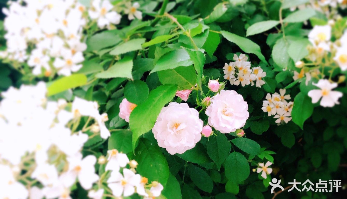 小众风光/绝美月季花墙