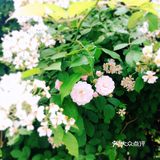 小众风光/绝美月季花墙