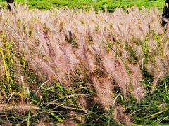 -汉长安城未央宫国家考古遗址公园