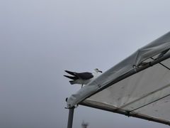-海驴岛(荣成市)