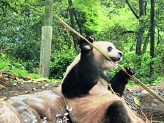 -中国大熊猫保护研究中心雅安碧峰峡基地