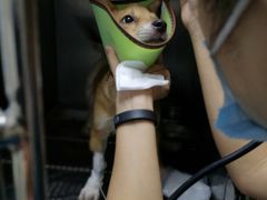 -康成宠物医院24H·CT·核磁共振