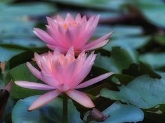 -中国科学院华南植物园