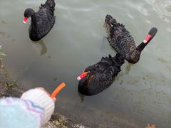 -合肥滨湖国家森林公园