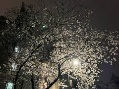 -武汉大学-樱园