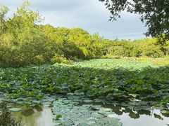 -西溪国家湿地公园