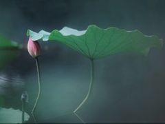 -莲湖公园
