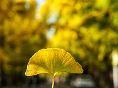 -三里屯东五街银杏大道
