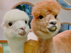 -藦茜花园宠物主题亲子互动体验馆(国顺东路店)