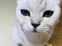 -藏猫猫咖啡主题馆(中央大道店)