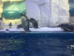 -华夏文旅海洋公园