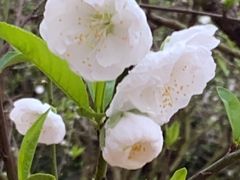 -南国桃园旅游度假区