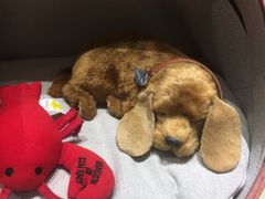 -新世界百货(明洞总店)