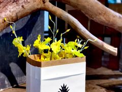 -蓝山四季西餐植物店