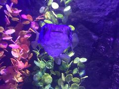 -梦幻海洋王国(吾悦广场张家港店)