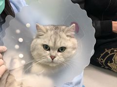 -纳吉亚猫专科动物诊疗中心(蒋宅口分院)