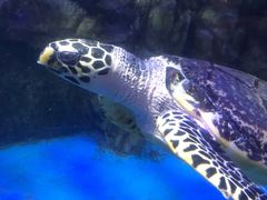 -太平洋海底世界