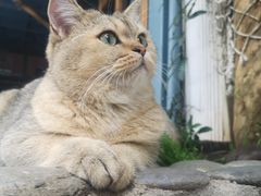 -喵屿·大理花园猫咖