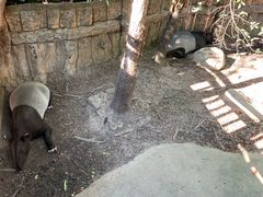 -清迈夜间动物园