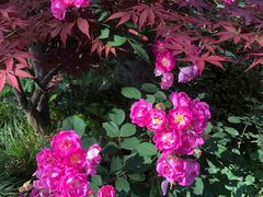 -新虹桥中心花园