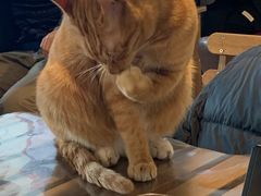 -Cappucimeow猫咪咖啡馆(韦伯时代店)