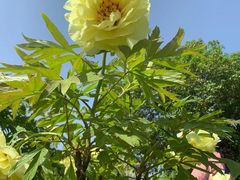-莲花池公园