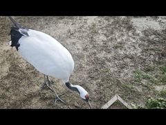 -盐城丹顶鹤湿地生态旅游区